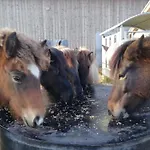 Apartmán Ponyhof Adam Urlaub Auf Dem Bauernhof