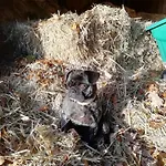 Apartmán Ponyhof Adam Urlaub Auf Dem Bauernhof *