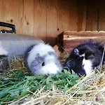 Ponyhof Adam Urlaub Auf Dem Bauernhof *