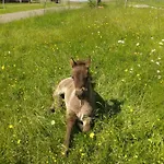 Apartmán Ponyhof Adam Urlaub Auf Dem Bauernhof Eschlkam