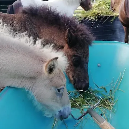 Ponyhof Adam Urlaub Auf Dem Bauernhof *