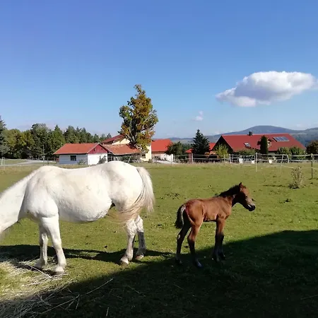 Ponyhof Adam Urlaub Auf Dem Bauernhof Lejlighed *