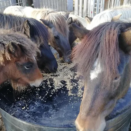 Ponyhof Adam Urlaub Auf Dem Bauernhof Lejlighed Eschlkam
