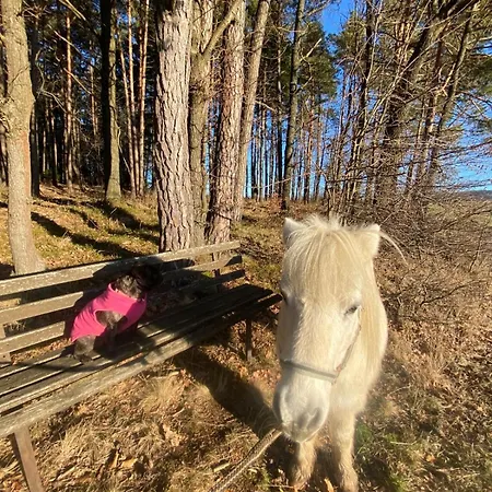 Ponyhof Adam Urlaub Auf Dem Bauernhof *
