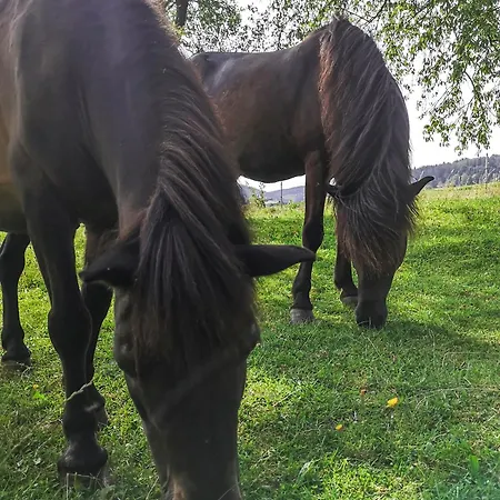 Lejlighed Ponyhof Adam Urlaub Auf Dem Bauernhof Eschlkam