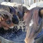 Ponyhof Adam Urlaub Auf Dem Bauernhof Apartmán Eschlkam