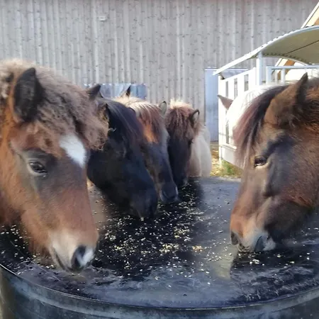 Appartamento Ponyhof Adam Urlaub Auf Dem Bauernhof