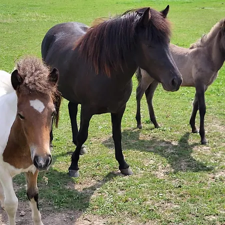 Ponyhof Adam Urlaub Auf Dem Bauernhof Apartmán *