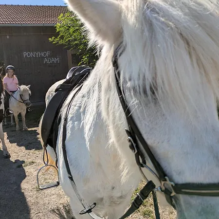 Ponyhof Adam Urlaub Auf Dem Bauernhof