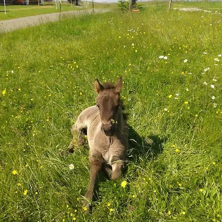 Apartment Ponyhof Adam Urlaub Auf Dem Bauernhof Eschlkam