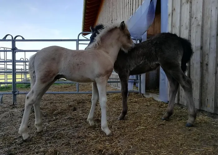 Ponyhof Adam Urlaub Auf Dem Bauernhof Eschlkam