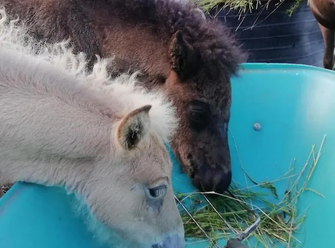 Ponyhof Adam Urlaub Auf Dem Bauernhof *