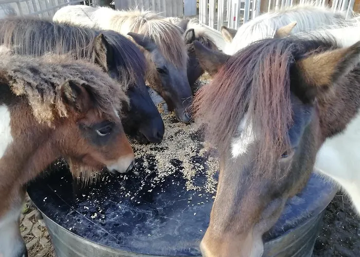 Ponyhof Adam Urlaub Auf Dem Bauernhof شقة Eschlkam