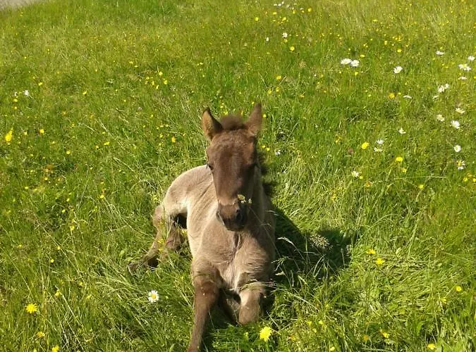 شقة Ponyhof Adam Urlaub Auf Dem Bauernhof Eschlkam